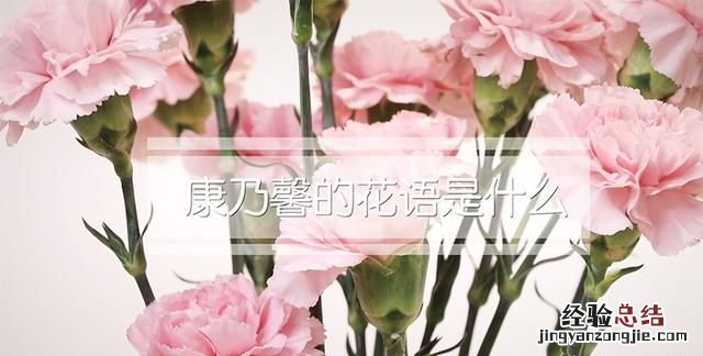 康乃馨的花语是什么,红色康乃馨花语是什么
