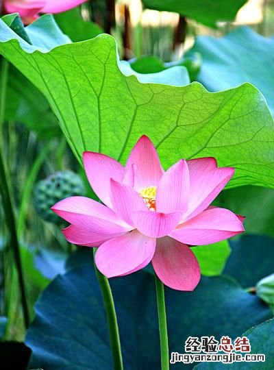 荷花象征什么