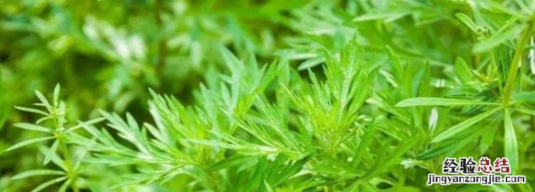 青蒿是艾蒿,驱蚊草就是青蒿