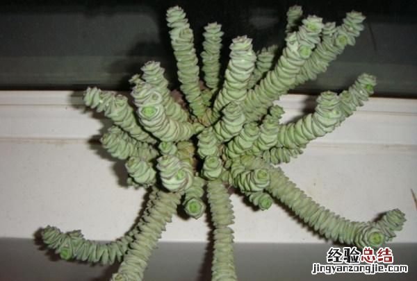 钱串子的养殖方法是什么,钱串子多肉养殖方法