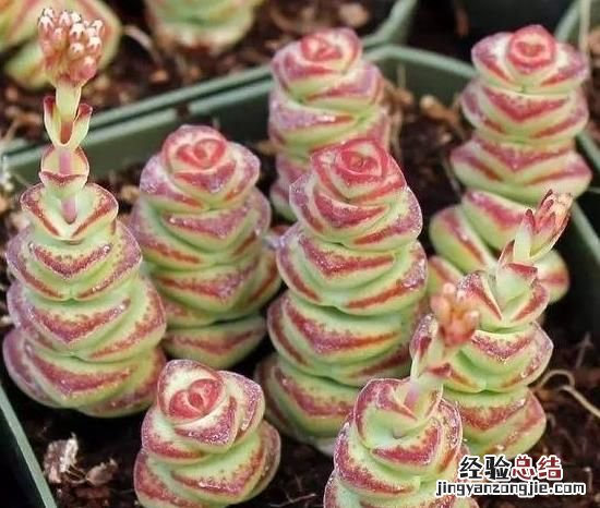 钱串子的养殖方法是什么,钱串子多肉养殖方法