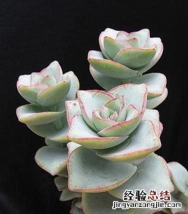 钱串子的养殖方法是什么,钱串子多肉养殖方法