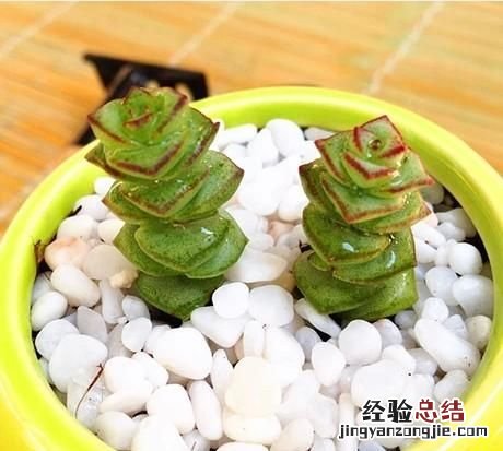 钱串子的养殖方法是什么,钱串子多肉养殖方法