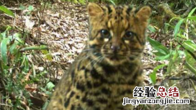 云猫是几级保护动物