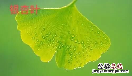 银杏树叶子有什么功效和作用