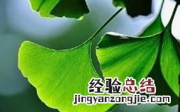 银杏树叶子有什么功效和作用