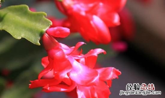 啤酒浇花的正确方法