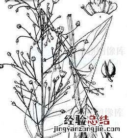红色的萝卜叫什么，粉红色的萝卜叫什么名字
