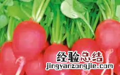红色的萝卜叫什么，粉红色的萝卜叫什么名字
