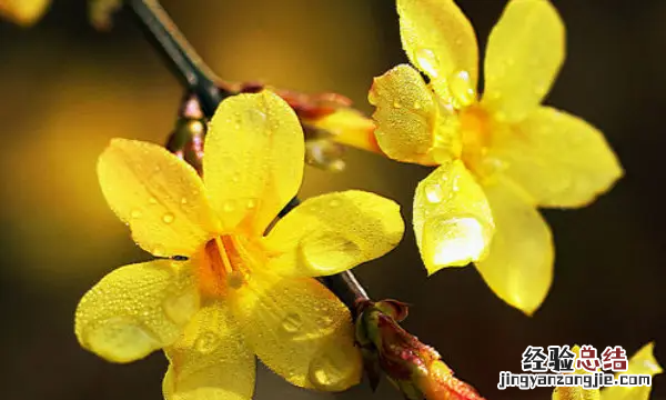 迎春花什么颜色