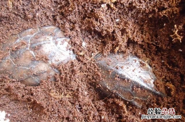 家养小乌龟一般什么时候开始冬眠