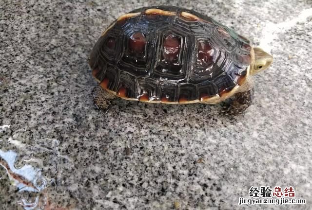 家养小乌龟一般什么时候开始冬眠