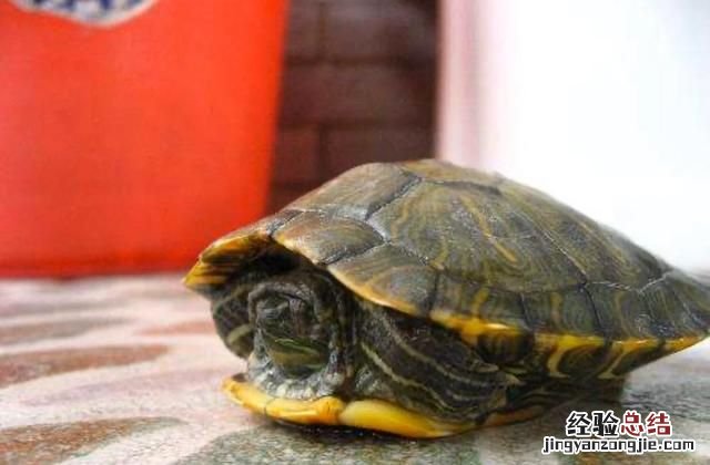 家养小乌龟一般什么时候开始冬眠