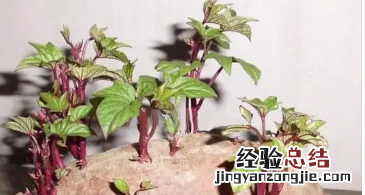 地瓜发芽能吃，六鳌蜜薯发芽了还能吃
