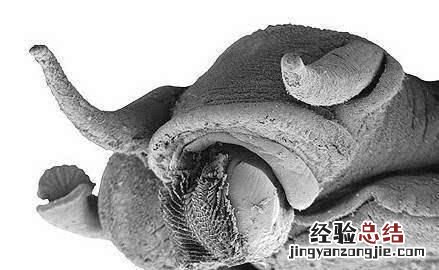 墙上爬了好多蜗牛是益虫还是害虫