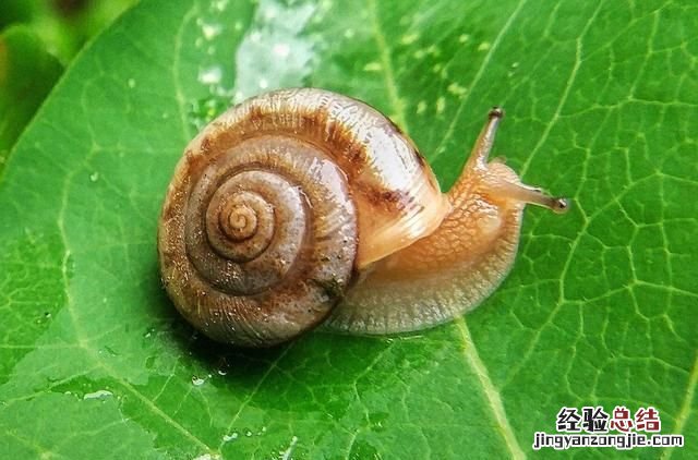 墙上爬了好多蜗牛是益虫还是害虫