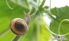 墙上爬了好多蜗牛是益虫还是害虫