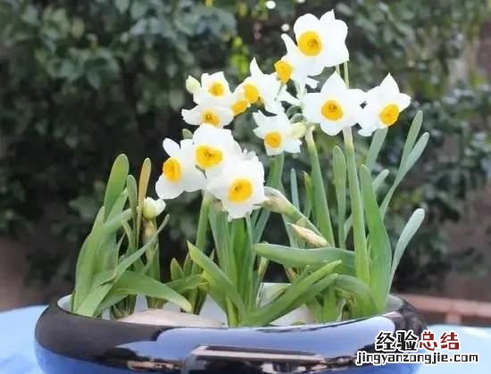 秋天开的花，秋天有哪些开放的花
