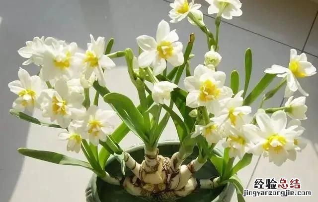 秋天开的花，秋天有哪些开放的花
