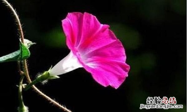 秋天开的花，秋天有哪些开放的花