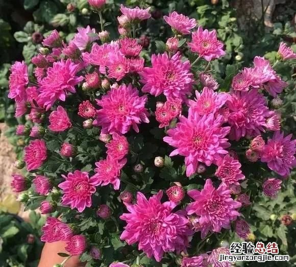 秋天开的花，秋天有哪些开放的花