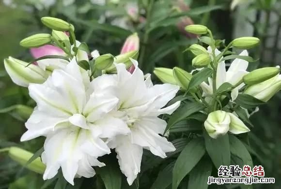 秋天开的花，秋天有哪些开放的花