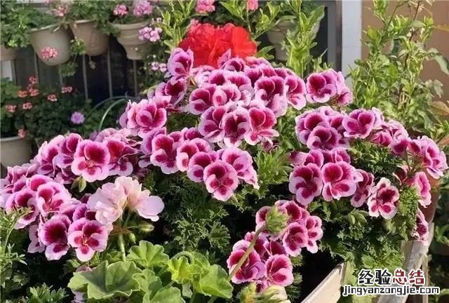 秋天开的花，秋天有哪些开放的花