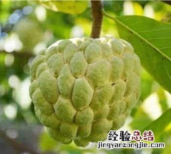 释迦果怎么保存，运回来的外地水果怎么保存才能不容易坏掉