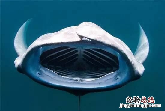 魔鬼鱼又叫什么鱼