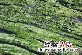 苔藓是什么东西