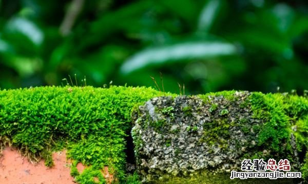 苔藓是什么东西