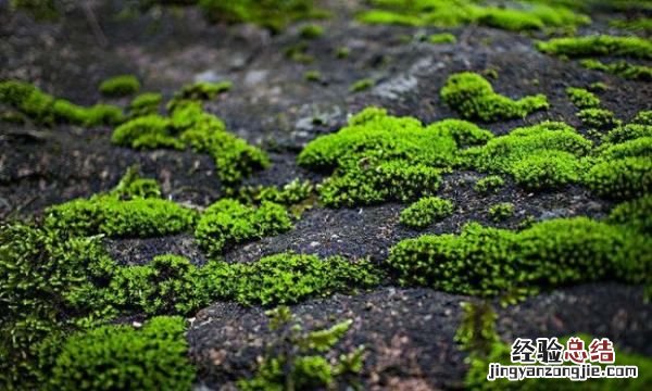 苔藓是什么东西