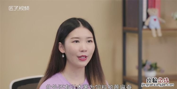 蚕吃什么,蚕要喂什么给他吃才大条蚕茧才大才厚