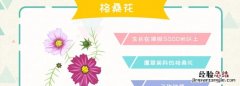 格桑花花语，格桑菊的花语