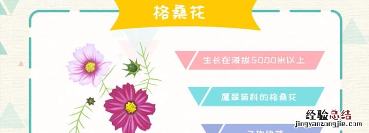 格桑花花语,格桑菊的花语