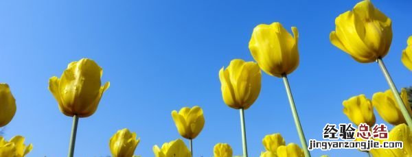 郁金香的花语是什么