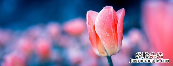 郁金香的花语是什么