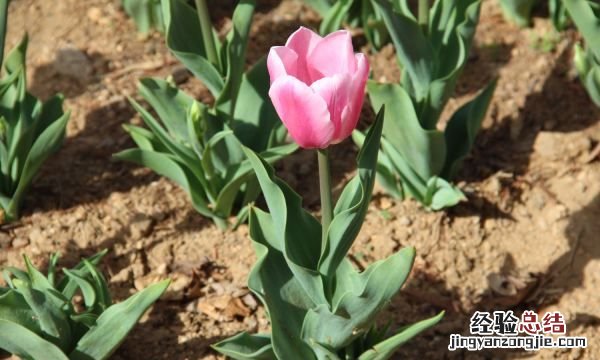 郁金香的花语是什么