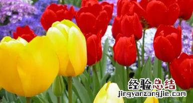 郁金香的花语是什么