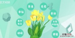 郁金香的花语是什么