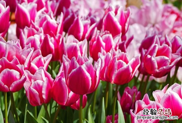 郁金香的花语是什么