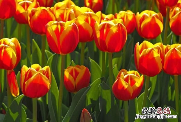 郁金香的花语是什么