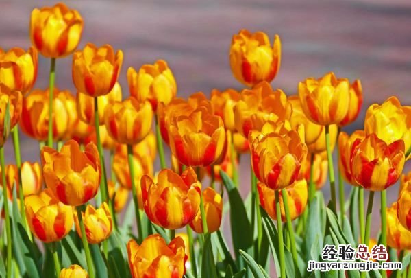 郁金香的花语是什么