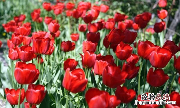 郁金香的花语是什么