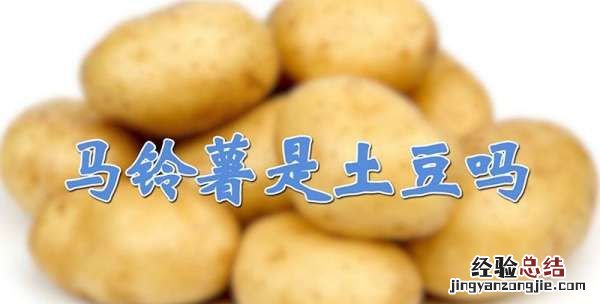 马铃薯是土豆，马铃薯土豆是谁的学名