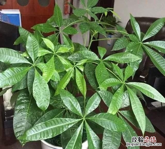 发财树叶子发黄了是怎么回事儿,发财树冬季叶子发黄干枯怎么处理