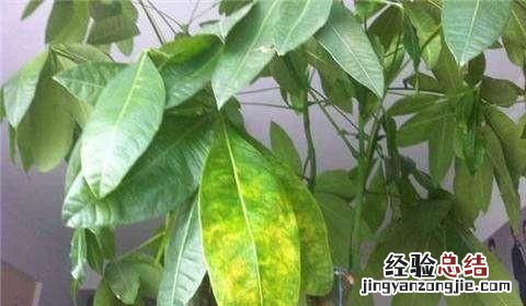 发财树叶子发黄了是怎么回事儿,发财树冬季叶子发黄干枯怎么处理