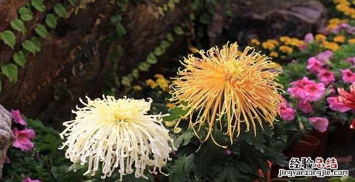 菊花什么时候开花