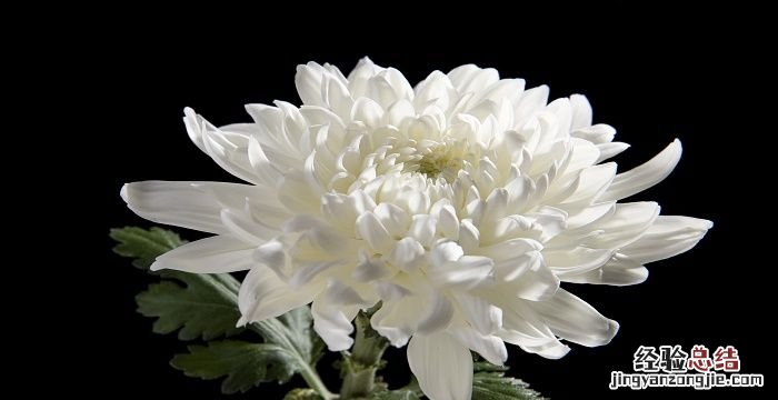 菊花什么时候开花