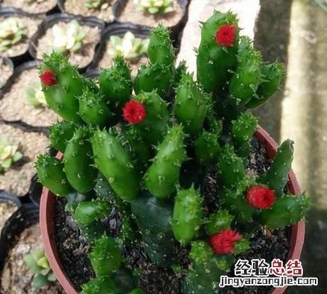 多肉摇钱树怎么养